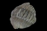 Wide Enrolled Flexicalymene Trilobite - Mt Orab, Ohio #137497-1